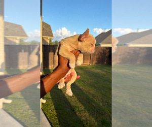 Medium French Bulldog