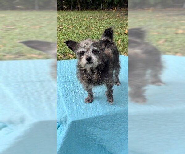 Medium Photo #2 Shih Tzu-Unknown Mix Puppy For Sale in Weston, FL, USA