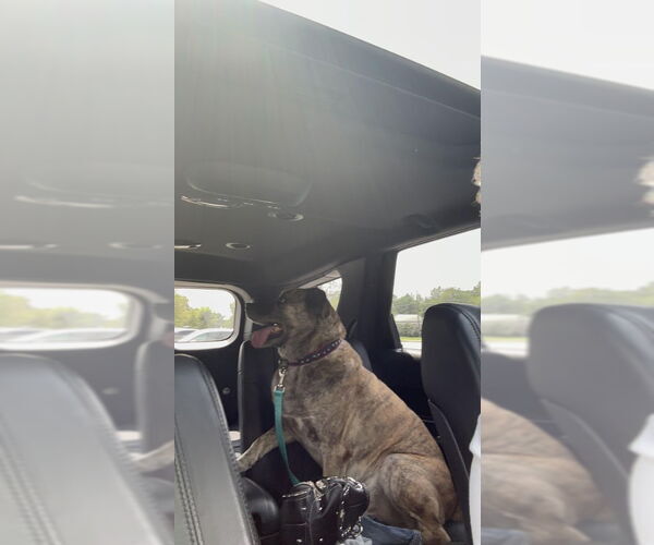 Medium Photo #4 Labrador Retriever-Unknown Mix Puppy For Sale in Ball Ground, GA, USA