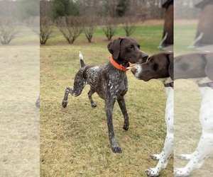 Father of the German Shorthaired Pointer puppies born on 06/09/2025