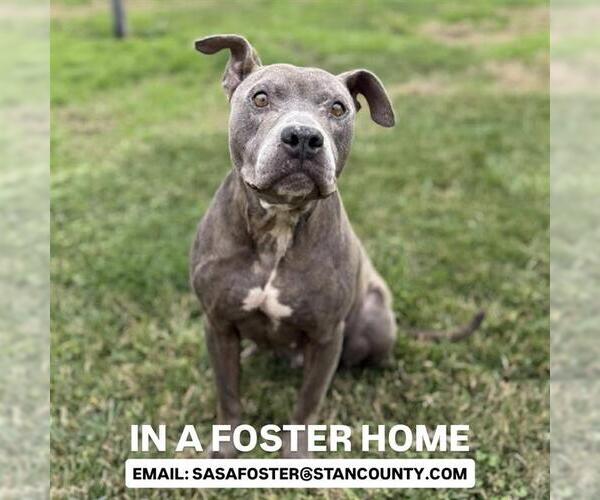 Medium Photo #2 Mutt Puppy For Sale in Modesto, CA, USA