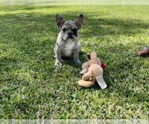 French Bulldog Puppy for sale in EL CAMPO, TX, USA