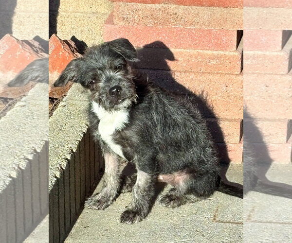 Medium Photo #6 Mutt Puppy For Sale in Corona, CA, USA