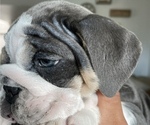Small Photo #3 English Bulldog Puppy For Sale in MISSION VIEJO, CA, USA