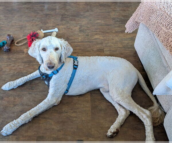 Medium Photo #4 Golden Retriever Puppy For Sale in Sioux Falls, SD, USA