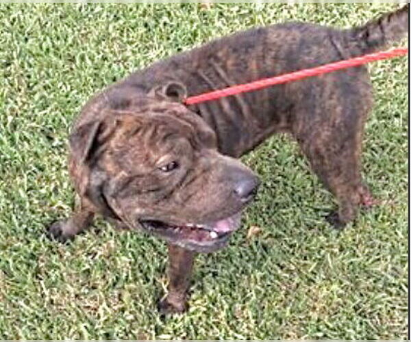 Medium Photo #2 Chinese Shar-Pei-Unknown Mix Puppy For Sale in Houston, TX, USA