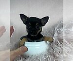 Small #10 Chihuahua