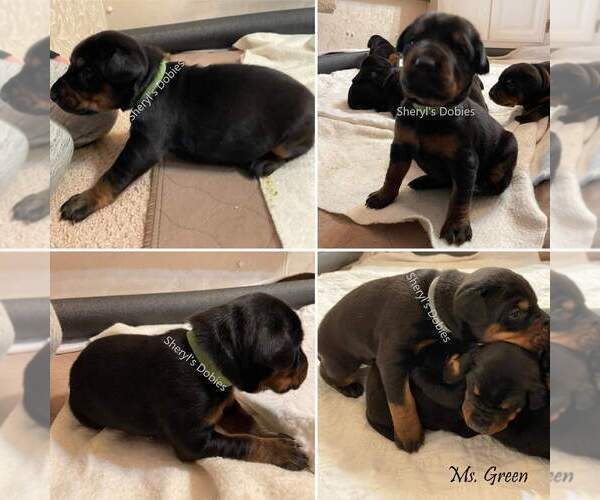 Medium Photo #12 Doberman Pinscher Puppy For Sale in CONROE, TX, USA
