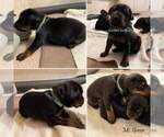 Small Photo #12 Doberman Pinscher Puppy For Sale in CONROE, TX, USA