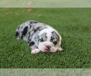 English Bulldog Puppy for sale in HOLLYWOOD, FL, USA