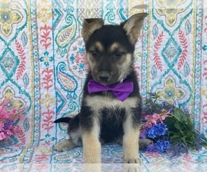 German Shepherd Dog Puppy for sale in LANCASTER, PA, USA