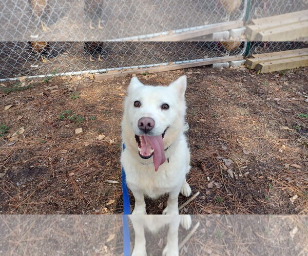 Medium Photo #3 Siberian Husky-Unknown Mix Puppy For Sale in Holly Springs, NC, USA