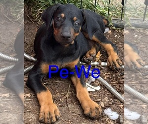 Doberman Pinscher Puppy for sale in RICHMOND, VA, USA
