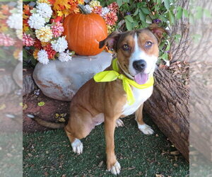 Mutt Dogs for adoption in Oklahoma City, OK, USA