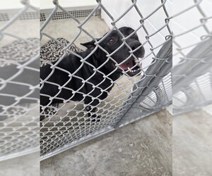German Shepherd Dog-Unknown Mix Dogs for adoption in Temple, TX, USA