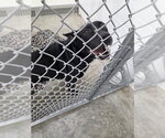 HICKORY - Male German Shepherd Dog-Unknown Mix Dog for Adoption - Small photo