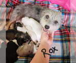 Small Photo #1 Chizer Puppy For Sale in MONTEZUMA, GA, USA