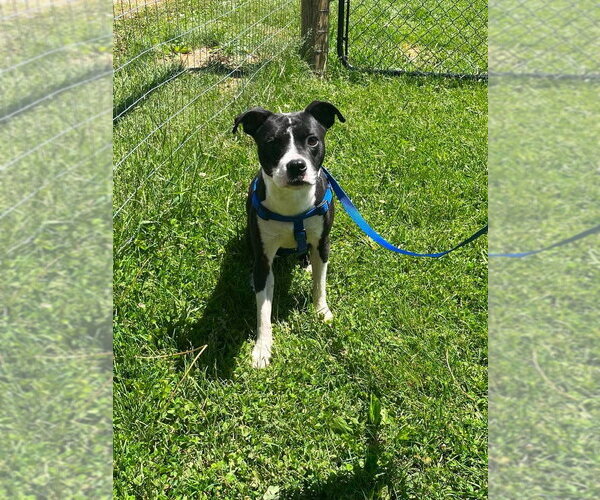 Medium Photo #1 Boston Terrier-Unknown Mix Puppy For Sale in Osgood, IN, USA