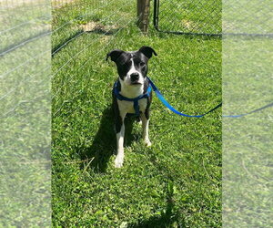 Boston Terrier-Unknown Mix Dogs for adoption in Osgood, IN, USA