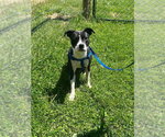 Small Boston Terrier Mix
