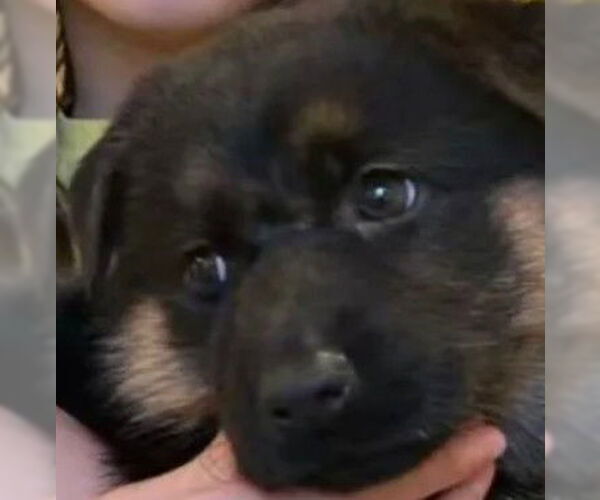 Medium Photo #1 German Shepherd Dog Puppy For Sale in Tracy, CA, USA