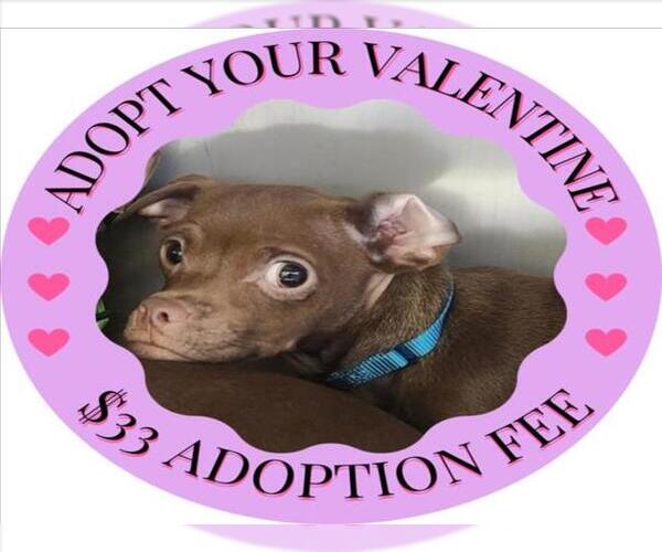 Medium Photo #1 Chihuahua Puppy For Sale in Santa Cruz, CA, USA