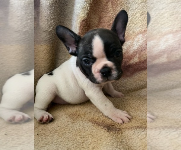 Medium Photo #4 French Bulldog Puppy For Sale in GLOUCESTER, VA, USA