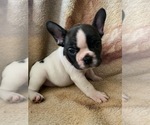 Small Photo #4 French Bulldog Puppy For Sale in GLOUCESTER, VA, USA