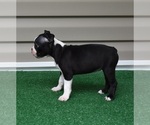 Small Photo #2 Boston Terrier Puppy For Sale in MACON, GA, USA