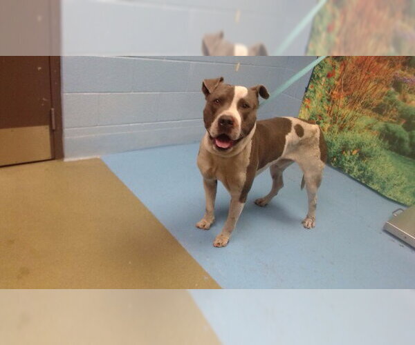 Medium Photo #1 Mutt Puppy For Sale in Moreno Valley, CA, USA