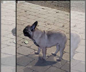 French Bulldog Puppy for sale in LOS ANGELES, CA, USA
