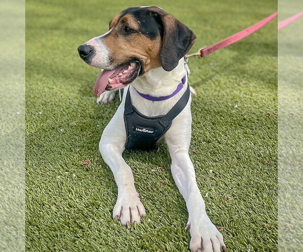 Medium Photo #6 Treeing Walker Coonhound Puppy For Sale in Huntley, IL, USA