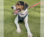 Small #5 Treeing Walker Coonhound