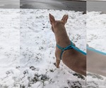 Small #5 American Staffordshire Terrier Mix