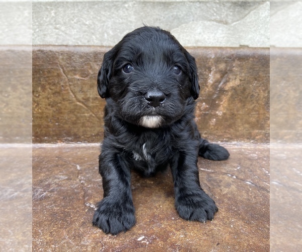 Medium Photo #7 Bernedoodle Puppy For Sale in AM FORK, UT, USA