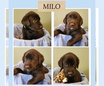Small Photo #8 Labrador Retriever Puppy For Sale in WILMINGTON, DE, USA
