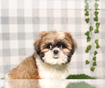 Small Shih Tzu