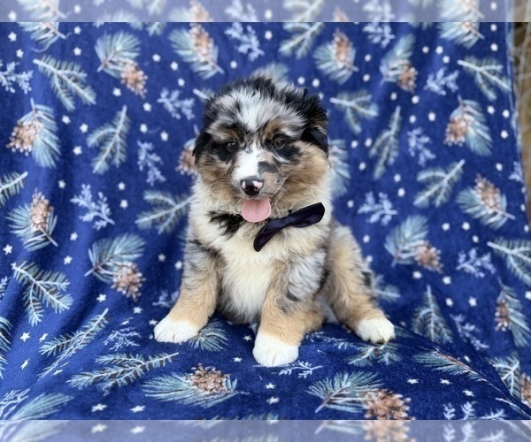 Medium Photo #1 Miniature Australian Shepherd Puppy For Sale in LAKELAND, FL, USA