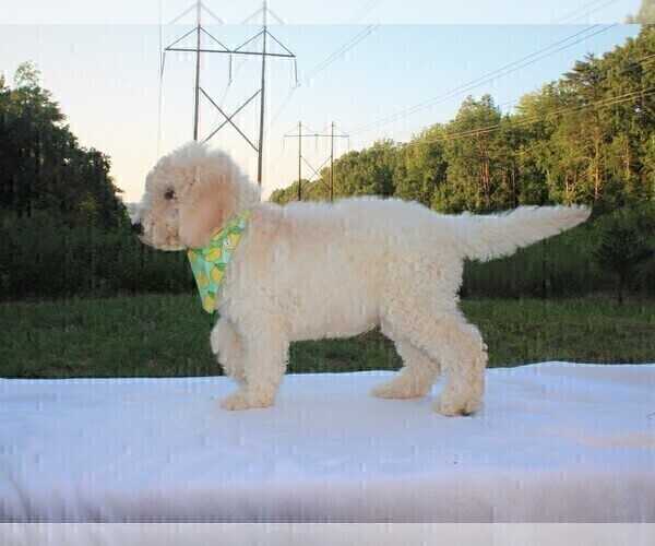 Medium Photo #8 Goldendoodle Puppy For Sale in TIMBERLAKE, NC, USA