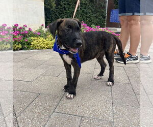 Labrador Retriever-Unknown Mix Dogs for adoption in The Woodlands, TX, USA