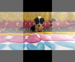Small #6 Pembroke Welsh Corgi