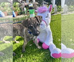 Small #3 Black Mouth Cur-Dachshund Mix