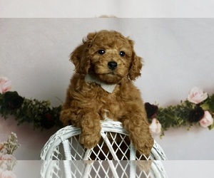 Medium Poodle (Toy)