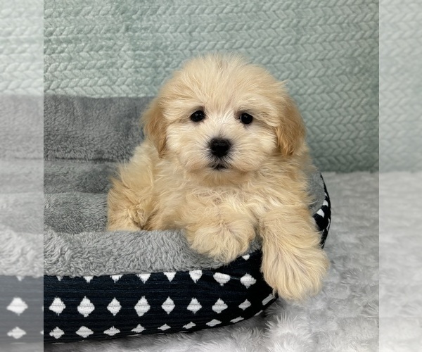 Medium Photo #6 Maltipoo Puppy For Sale in FRANKLIN, IN, USA