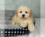 Small #5 Maltipoo