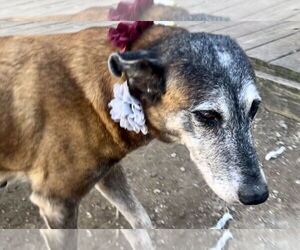 Honey - TX - PENDING ADOPTION - Female Mutt Dog for Adoption - Photo #9