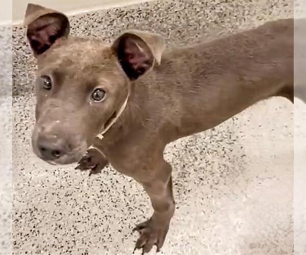 Medium Photo #2 Labrador Retriever-Unknown Mix Puppy For Sale in Houston, TX, USA