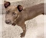 Small #1 Labrador Retriever Mix