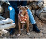 Small #3 American Pit Bull Terrier Mix