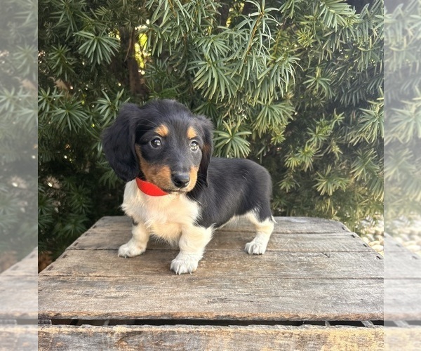Medium Photo #1 Dachshund Puppy For Sale in MIDDLEBURY, IN, USA